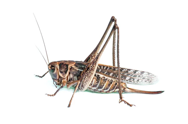 Live grasshopper on white — Stock Photo, Image