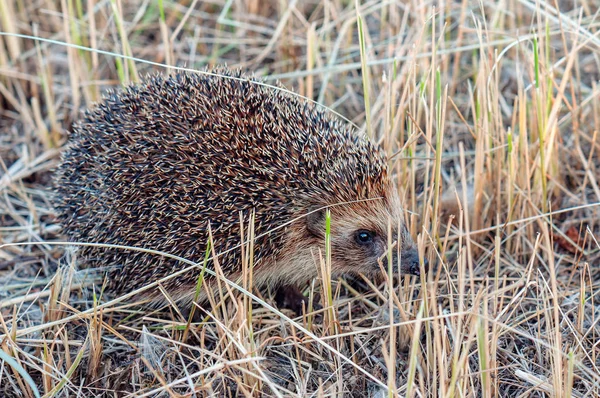 Lebender Igel im Gras — Stockfoto