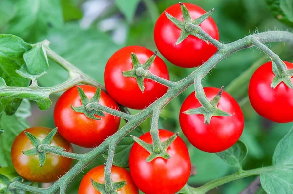 Exuberante y jugosa ramita de tomate cherry — Foto de Stock