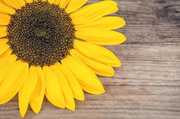 Ahşap arka plan üzerinde yemyeşil ayçiçeği — Stok fotoğraf