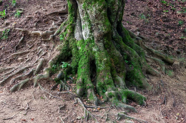 Eski kayın ağacı kökü — Stok fotoğraf