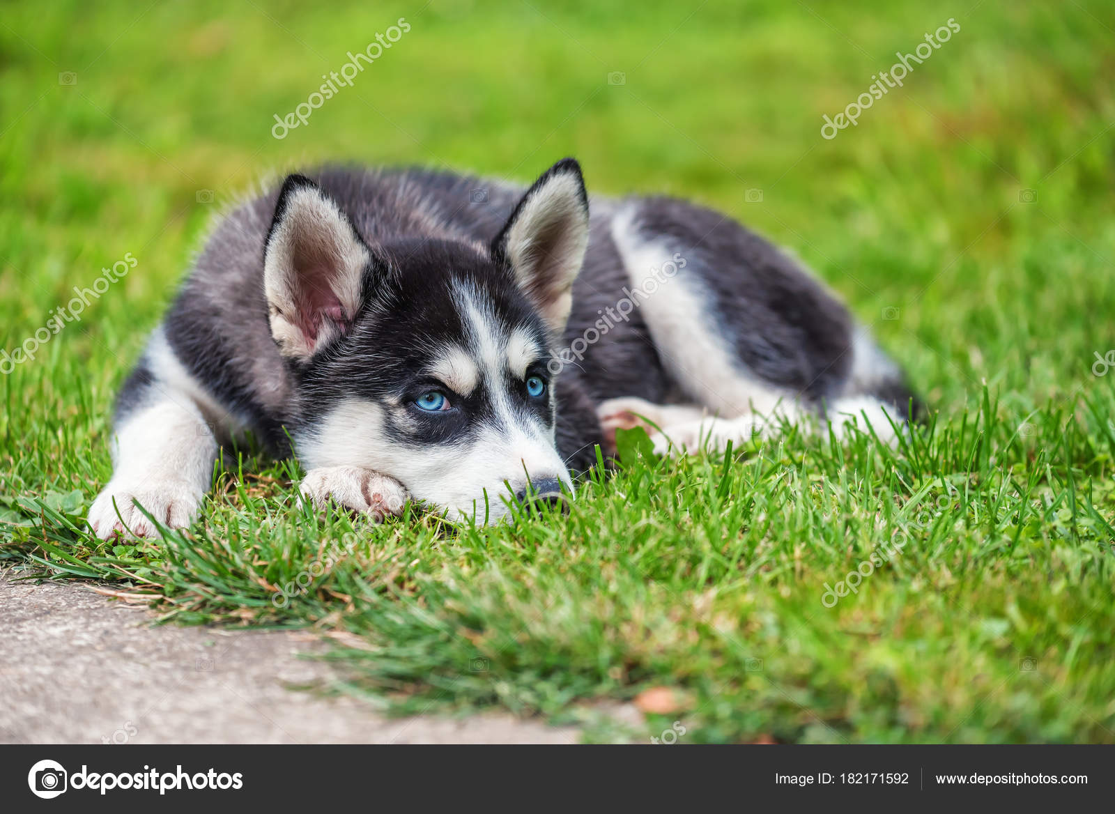 blue and green eyed husky