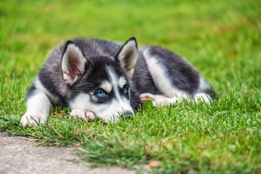 Şirin mavi gözlü husky köpek yavrusu yeşil çimenlerin üzerinde olduğunu