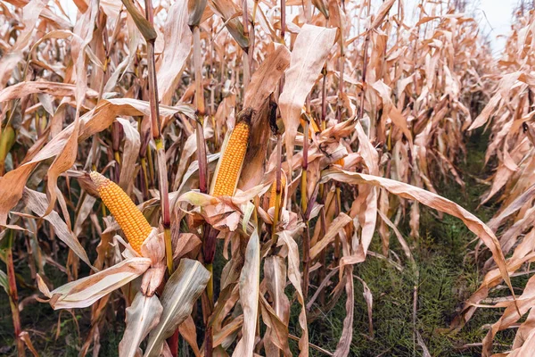 Campos Milho Espigas Maduras Tema Agrícola — Fotografia de Stock