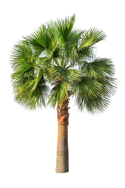 Green Palm Tree Isolated White — Stock Photo, Image