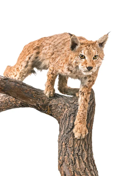 Lynx Rondkomen Met Een Boom Geïsoleerd Wit — Stockfoto