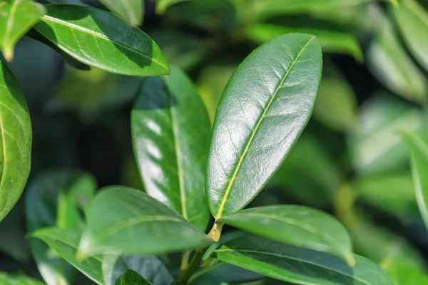 Zdravá Svěží Zelený Čaj Listy Bush — Stock fotografie