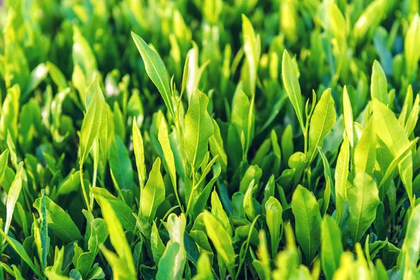 Healthy Lush Green Tea Leaf Bush — Stock Photo, Image