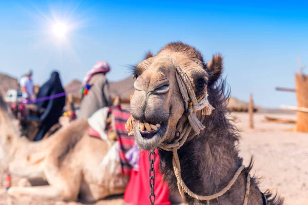 Porträt Eines Lächelnden Kamels Der Wüste — Stockfoto