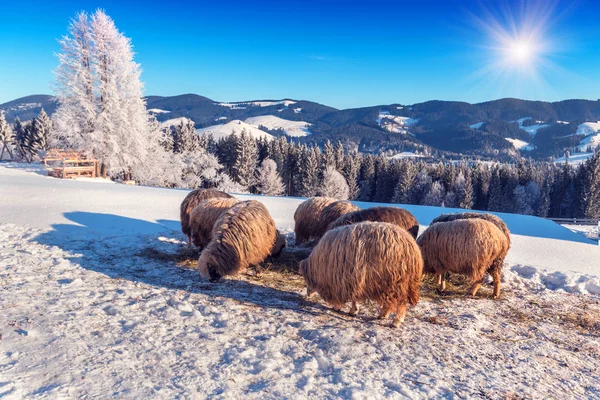 羊の群れは 雪の上干し草を食べる — ストック写真