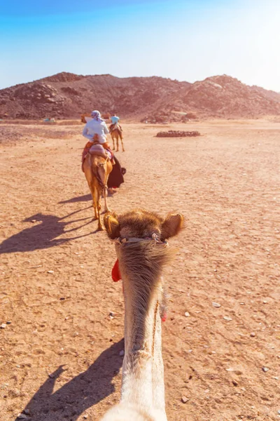 Séta Egy Teve Arab Sivatagban — Stock Fotó