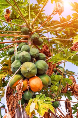 avuç lezzetli papaya