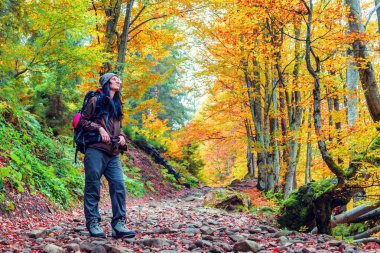 turist kız sarı sonbahar ormandaki