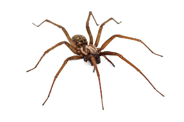 Живой хищный паук изолирован — стоковое фото