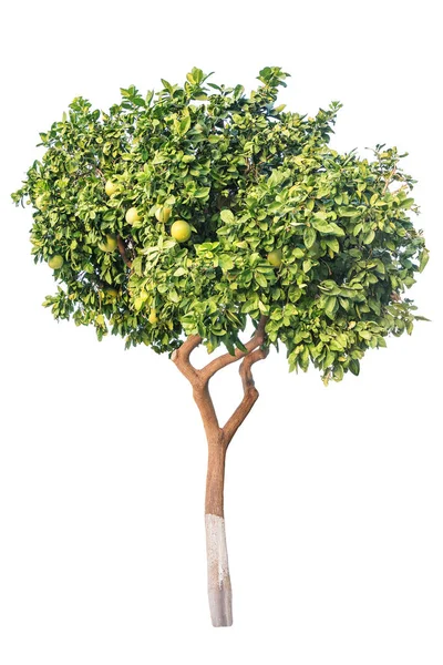 Rigoglioso albero di pomelo isolato — Foto Stock