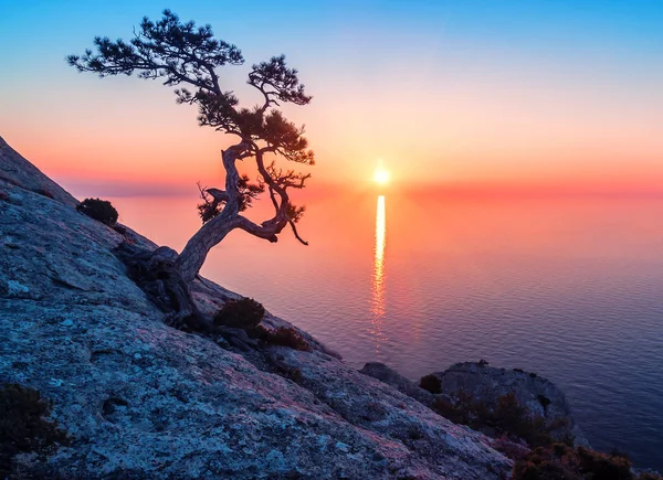 Vecchio albero di ginepro al tramonto — Foto Stock