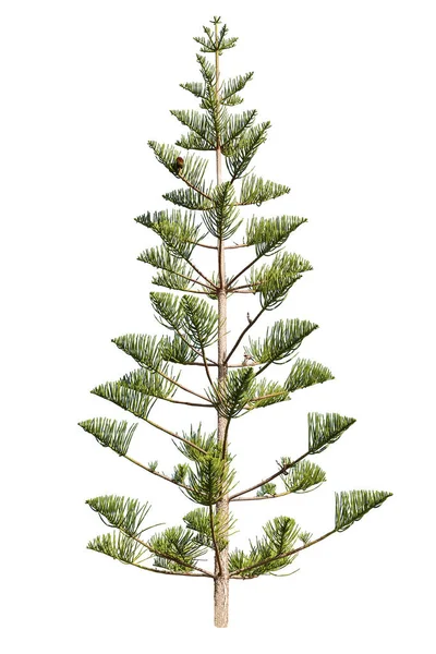 Norfolk pine on white — Stock Photo, Image