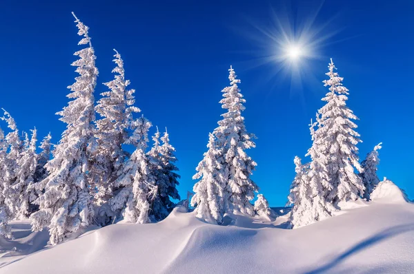 Abetos cubiertos de nieve en invierno — Foto de Stock