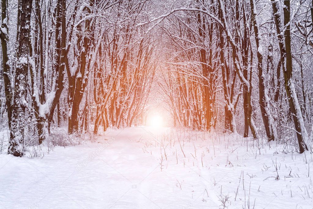 sun in winter forest