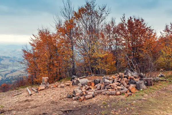 Pile Chopped Firewood Ground Forest — Stock Photo, Image