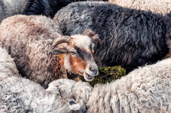 Милі Живі Вівці Стаді — стокове фото