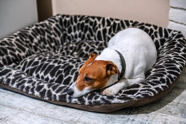 Jack Russel terrier dans son lit — Photo