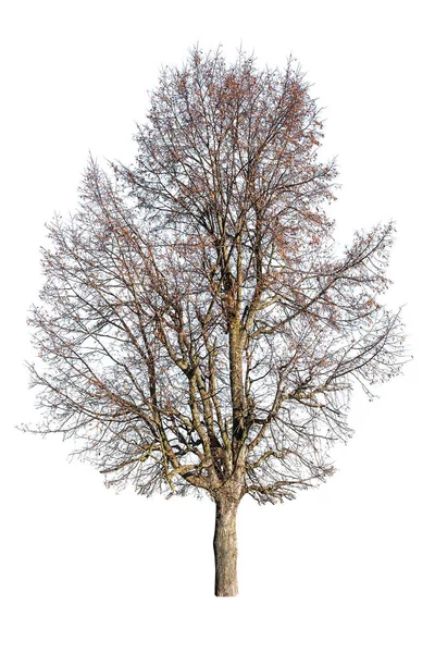 Isolated bare linden tree — Stock Photo, Image