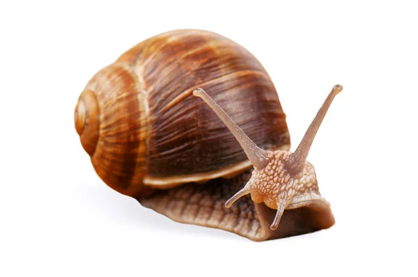 Live snail on white — Stock Photo, Image