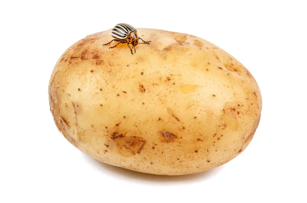 Insetto di patate sulla patata cruda — Foto Stock