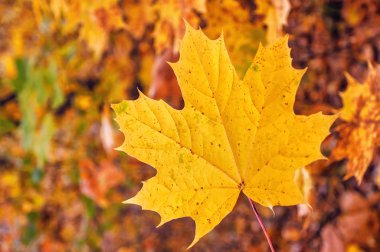 Sarı akçaağaç yaprağı