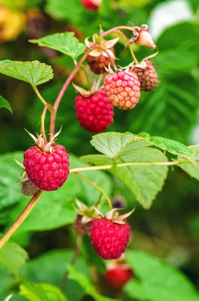 Ripe raspberries on a twig — Stock Photo, Image