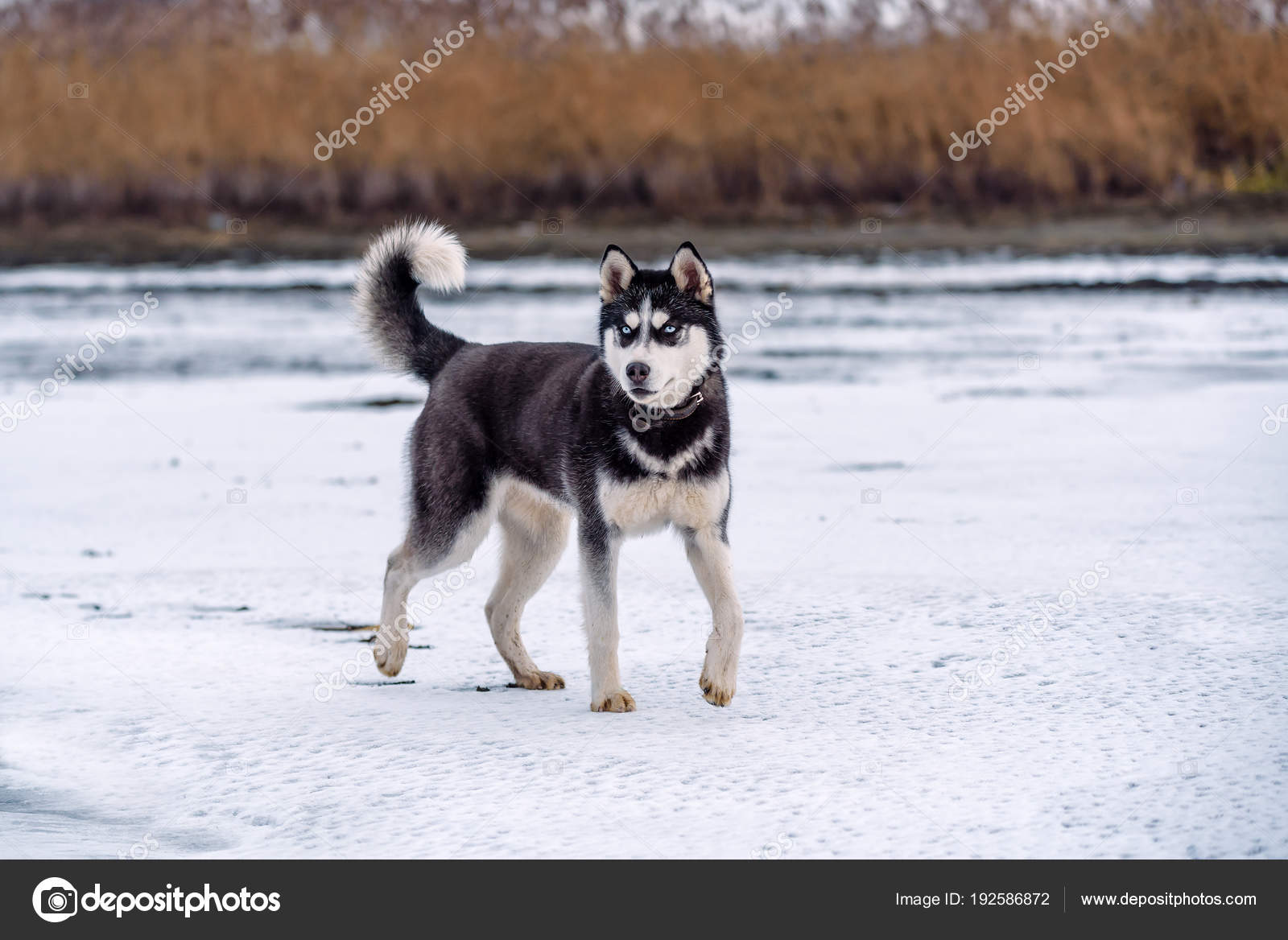 husky black blue eyes