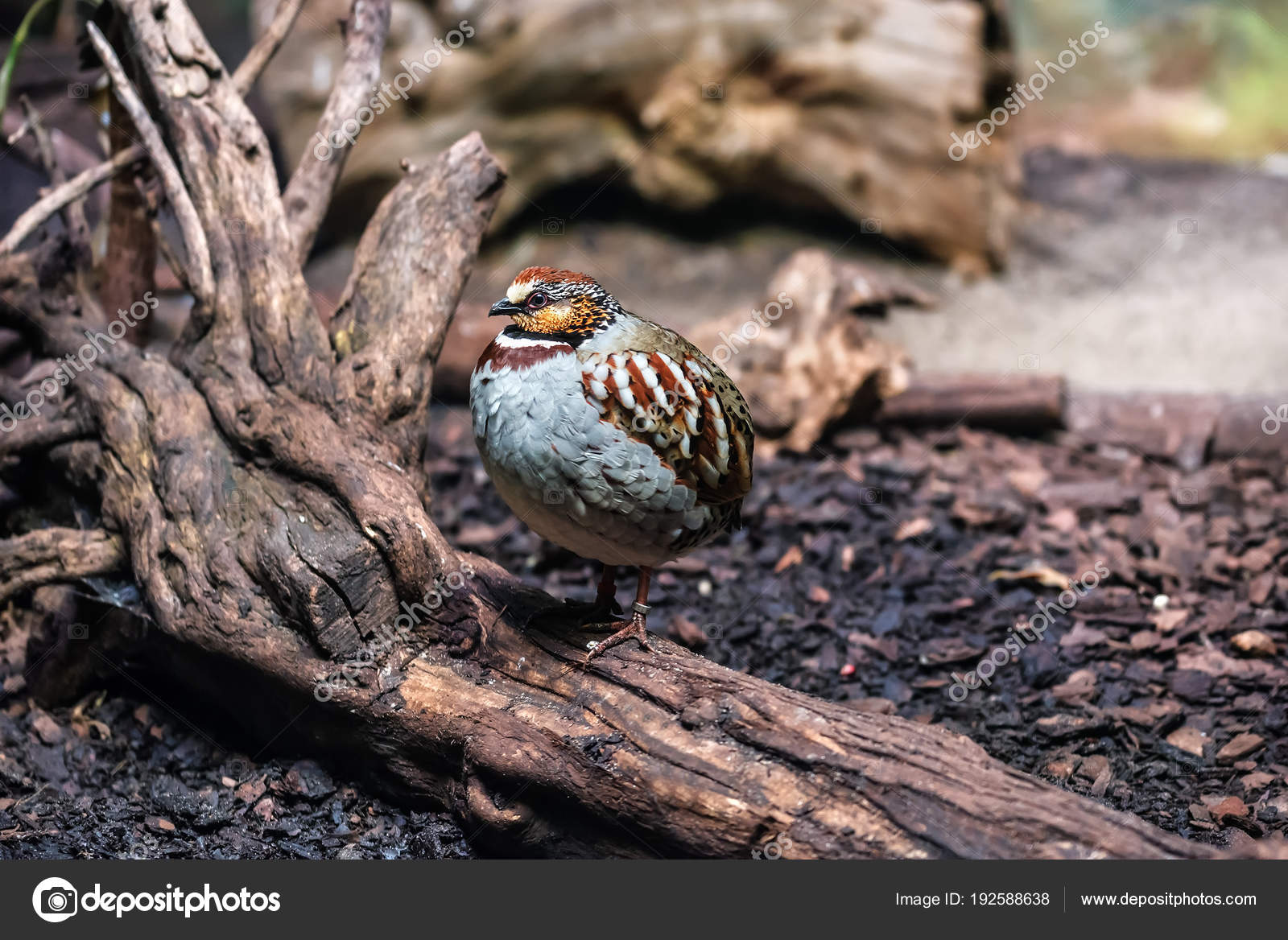 Oiseau Perdrix Blanche Vivre Mignon Photographie
