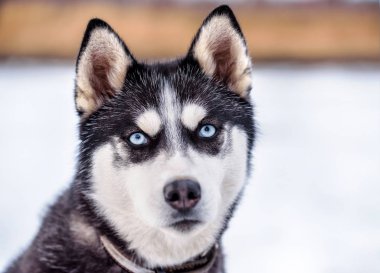 mavi gözlü tatlı akıllı Siberian dış yapraklar portresi