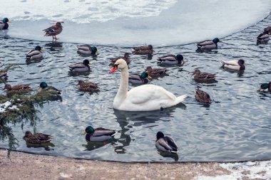 Kuğu ve yaban ördekleri om tne gölet kışın