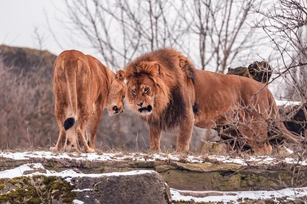 Angry Couple Wild Lions Clarify Relationship — Stock Photo, Image