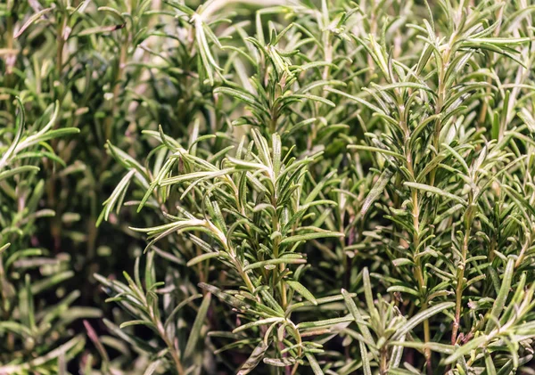 Arbusto Alecrim Verde Exuberante — Fotografia de Stock