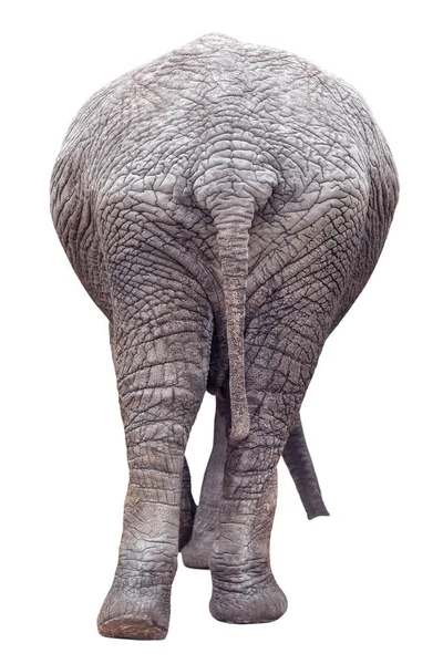 Isolated White Elephant Ass — Stock Photo, Image