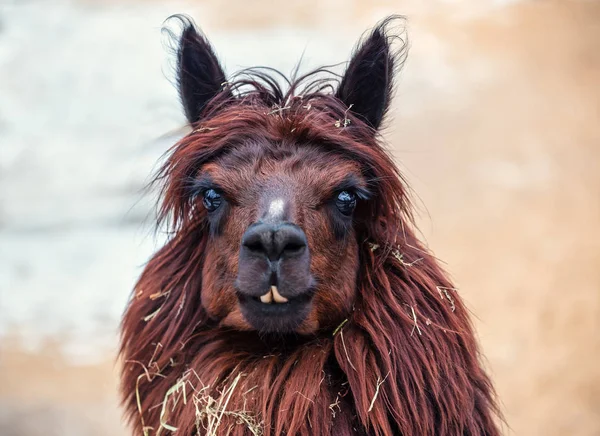 Porträt Des Braunen Süßen Glücklichen Lama Alpaka — Stockfoto