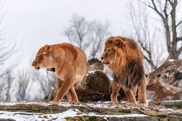 Echte Levende Leeuw Roofzuchtige Paar Dier Thema — Stockfoto