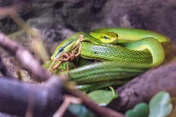 Red Tailed Green Redsnake Descansando Árvore — Fotografia de Stock