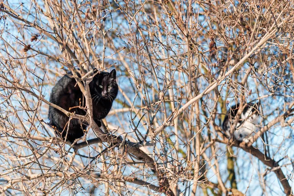 two cats resting on the tree