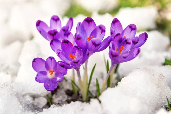 First Crocuses Sprout Snow Stock Picture