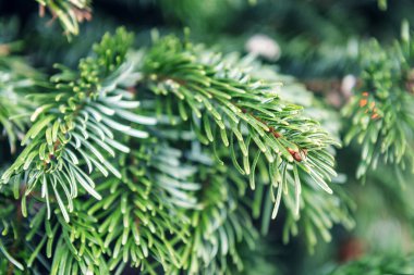 yeşil ve yemyeşil çam dal