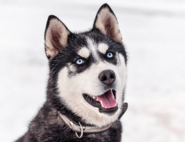 Akıllı ve sevimli Siberian dış yapraklar