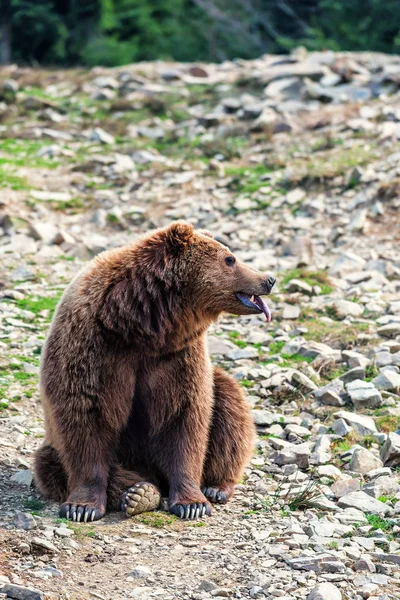 Бурый медведь показывает свой язык — стоковое фото