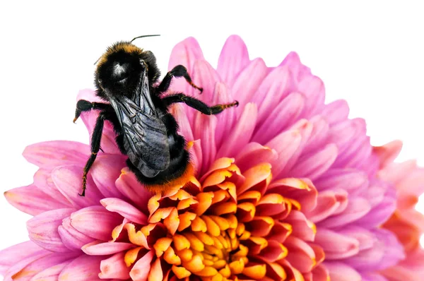 Hommel op de paarse bloem — Stockfoto