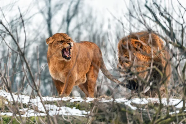 Paar van echte leeuwen — Stockfoto