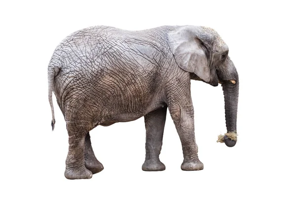 Живой слон ест сухой сено на белом — стоковое фото