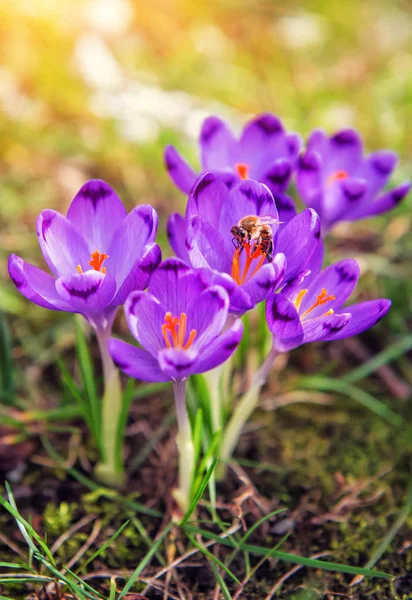 阳光下的番红花直播蜜蜂 — 图库照片